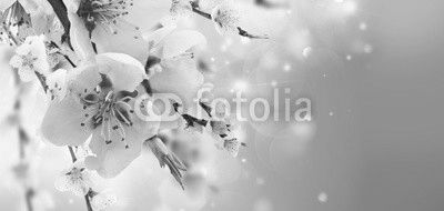 Cherry tree branch with blooming flowers in garden over blue bokeh background banner