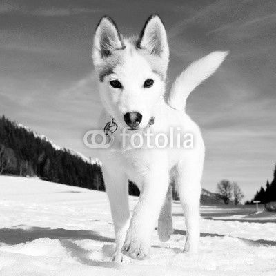 young husky