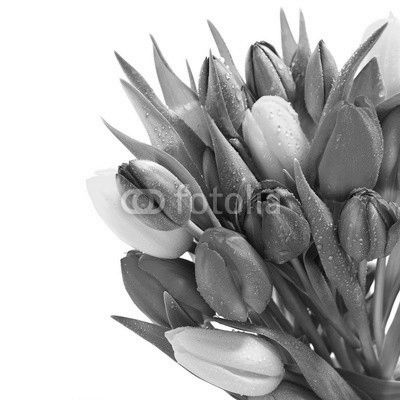 fresh spring tulip flowers with water drops