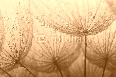seeds with drops