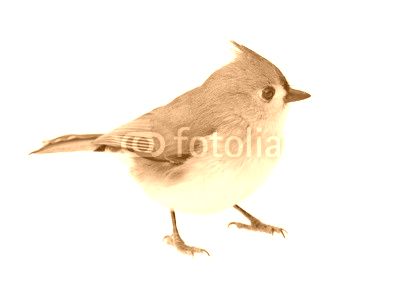Tufted Titmouse Isolated