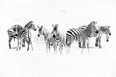 Zebras in the African savannah
