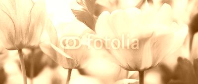 tinted tulips concept