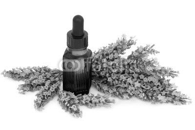 Lavender Herb Flowers