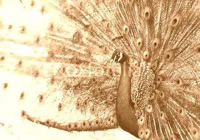 Close up of peacock showing its beautiful feathers