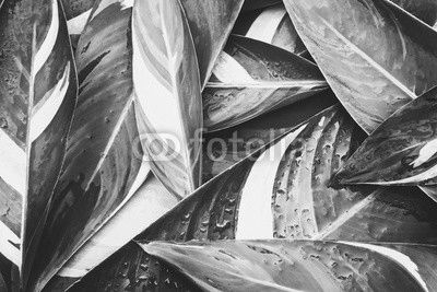 Wet Fresh tropical Green leaves background , vintage color tone