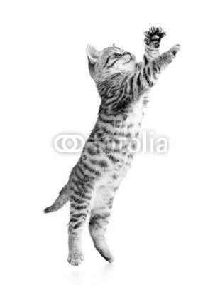 jumping scottish kitten