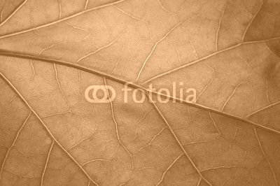 Green leaf