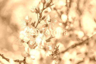 Apple blossoms