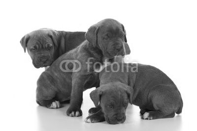 italian mastiff cane corso
