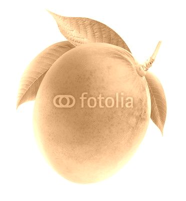 Isolated mango. Whole mango fruit on a branch isolated on white background with clipping path