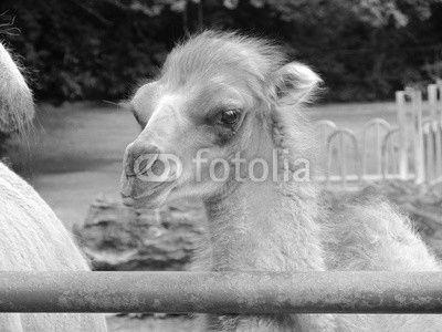  Camels family - mom, dad and baby are having lunch in the fresh summer air at the zoo of Erfurt. Small camel is very cute and funny.