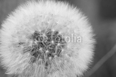 pusteblume v2 I