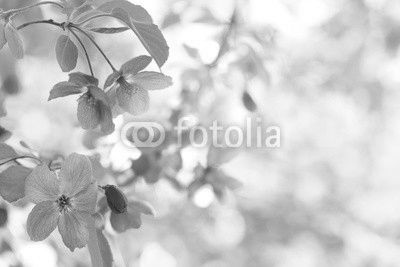 Spring flower
