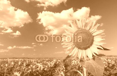 Beautiful sunflower against blue sky