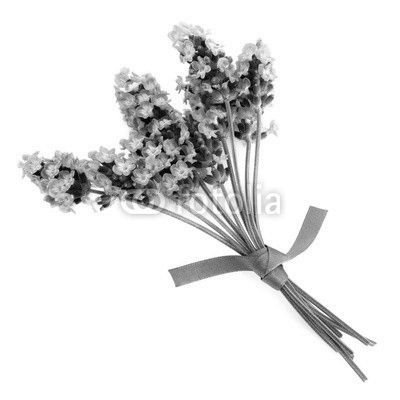 Lavender Herb