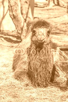 Bactrian camel 
