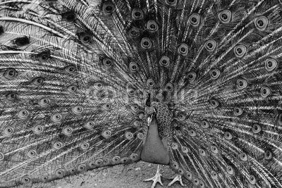Peacock with a large tail