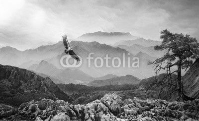 Geier am Himmel im Hochgebirge bei Nebel