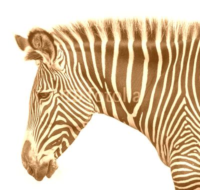 portrait of zebra