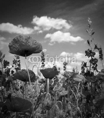Summer wildflowers and clouds