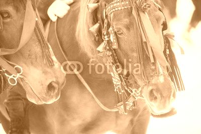 Horses and red ribbons