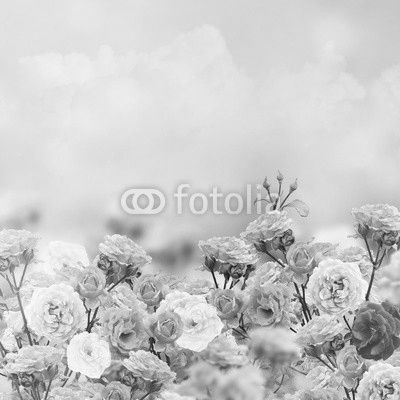 Rose Flowers