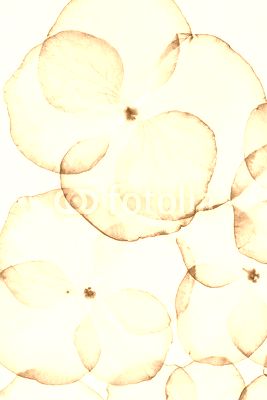 hydrangea petals isolated