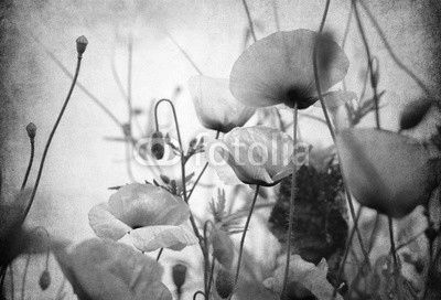 mohnblumen alt papier
