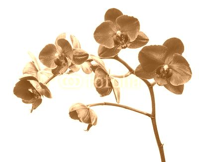 Orchid flowers isolated on white background