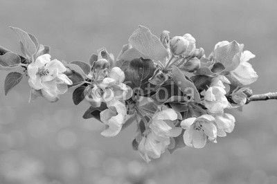 apple blossom