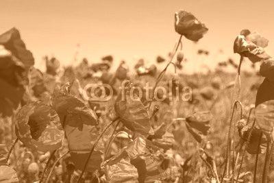 Meadow with poppy flowers, Polish landscape