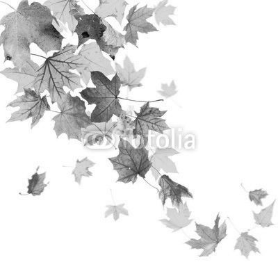 Autumn falling leaves isolated on white background