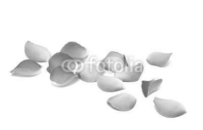 Petals of roses on a white background
