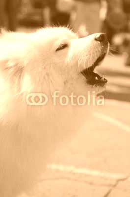 dog Samoyed husky