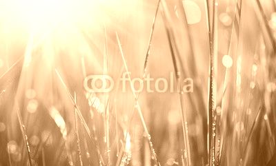 Fresh green grass with dew drops closeup. Soft Focus