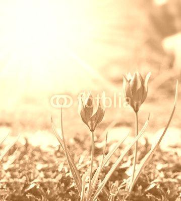 Spring background with tulips, lit by the sun.