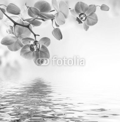 Floral background of tropical orchids