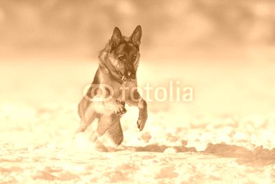 German shepherd dog play in snow