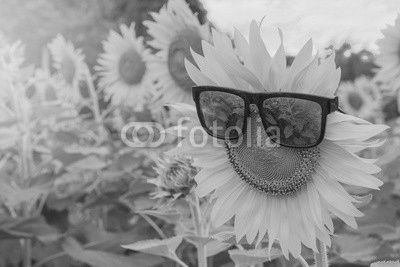 sunglasses of Sunflower blooming in Sunflowers garden