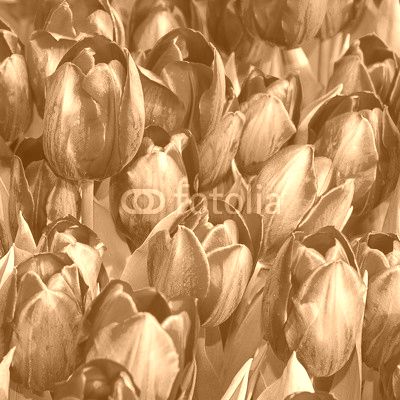 purple tulips