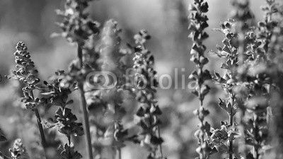 Purple Lavender flower field blowing in the breeze.