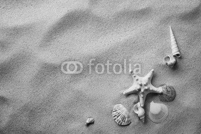 seashells on sand beach