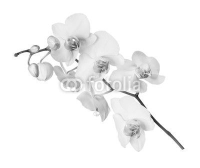 White orchid flower
