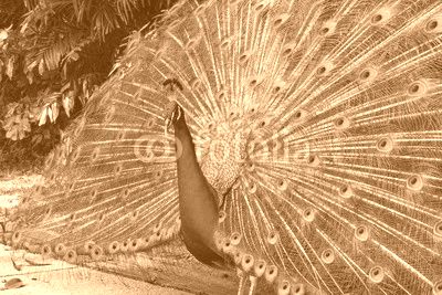 Portrait of beautiful peacock showing it feathers