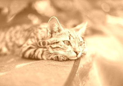 Cute kitten relaxing in the garden