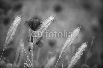 Klatschmohn im Frühling
