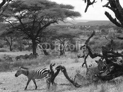 Zebras in the Serengeti scratching on a dead tree.