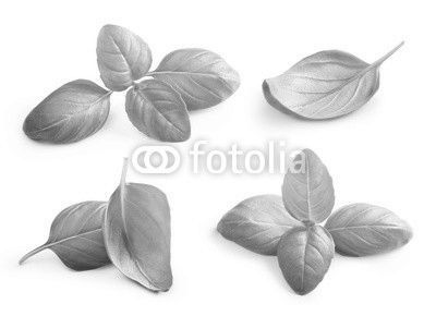 Basil leaves spice closeup isolated on white background.