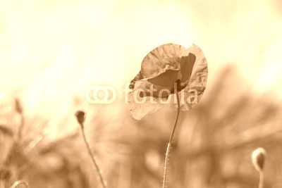 wild poppy flower